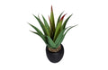 Aloe With Pot